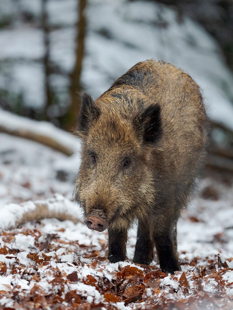 Wild boar during winter in high forest Bavarian Forest National Park Germany-Bavaria art print by Martin Zwick for $57.95 CAD