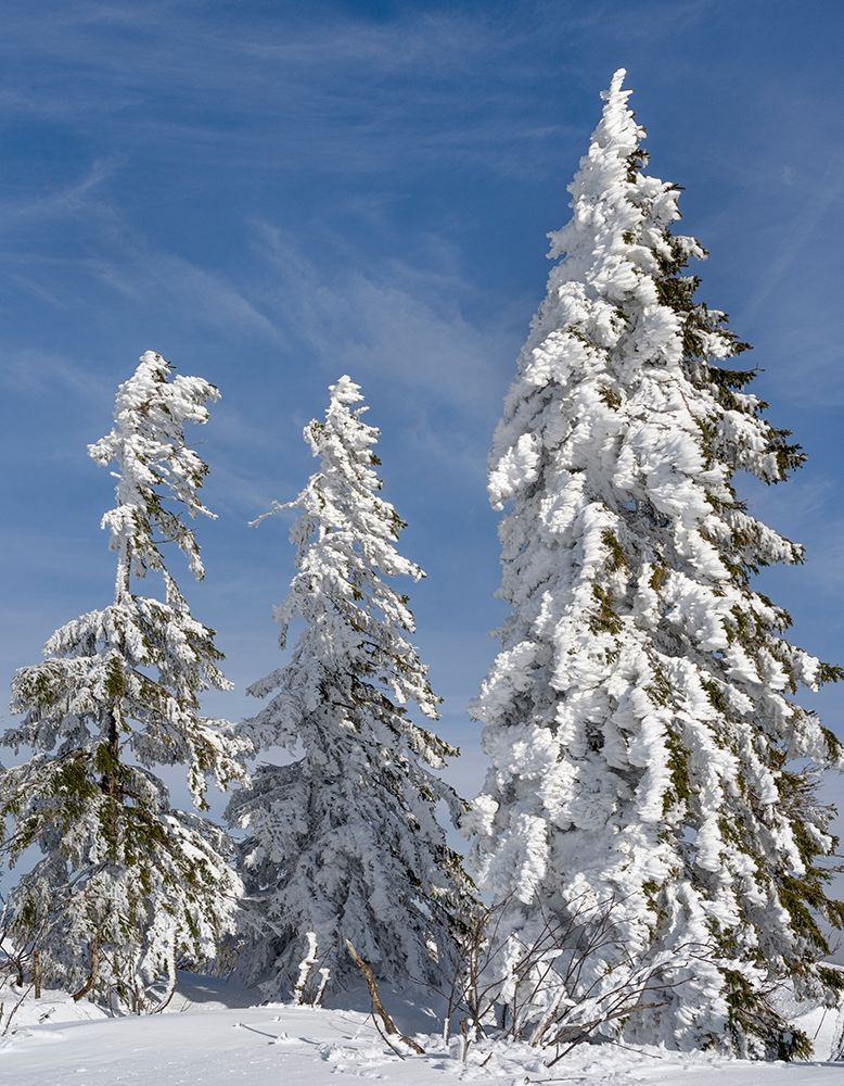 Snow-covered trees at the peak of Mount Lusen Central Germany-Bavaria art print by Martin Zwick for $57.95 CAD