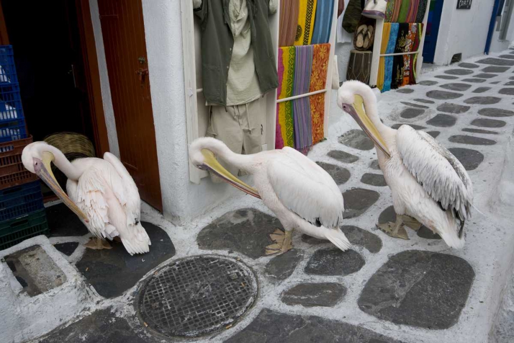 Greece, Mykonos, Hora Three pelicans grooming art print by Bill Young for $57.95 CAD