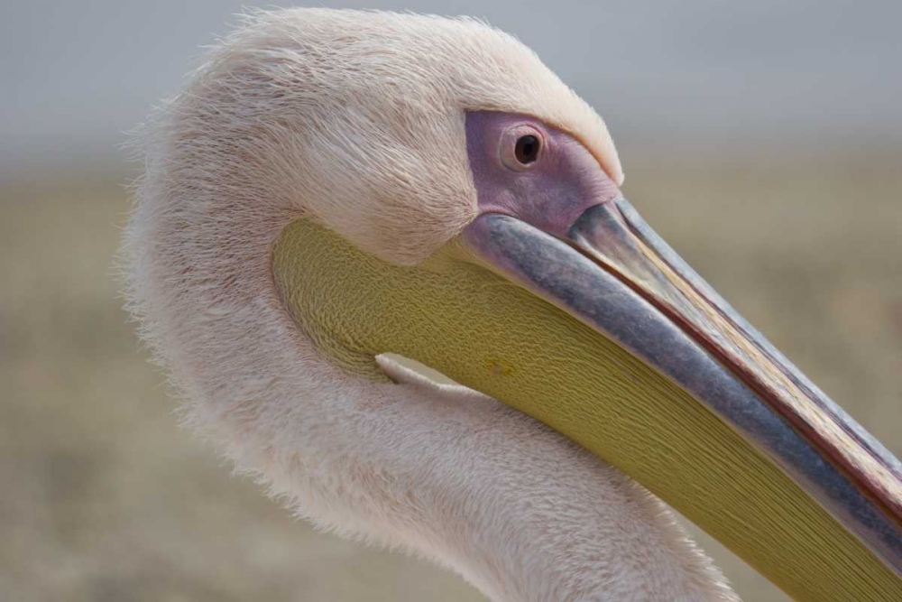 Greece, Mykonos Close-up of head of pink pelican art print by Bill Young for $57.95 CAD