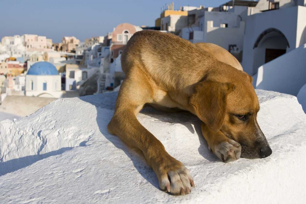 Greece, Santorini, Thira, Oia Dog on villa roof art print by Bill Young for $57.95 CAD