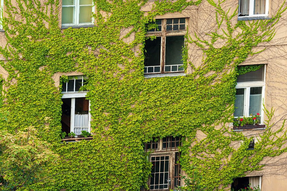 Ivy covered wall of building art print by Tom Haseltine for $57.95 CAD