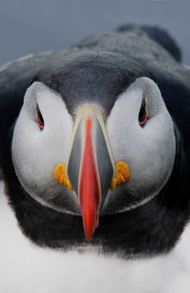 Iceland, Latrabjarg Atlantic puffin head art print by Arthur Morris for $57.95 CAD