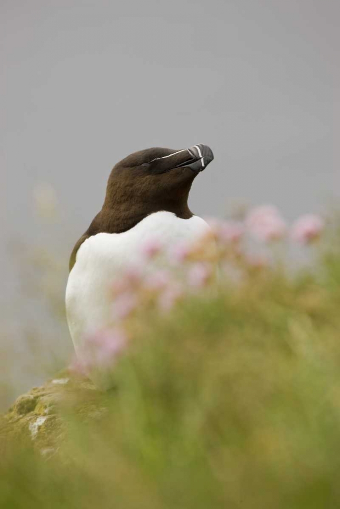 Iceland, Latrabjarg Razorbill behind flowers art print by Don Grall for $57.95 CAD
