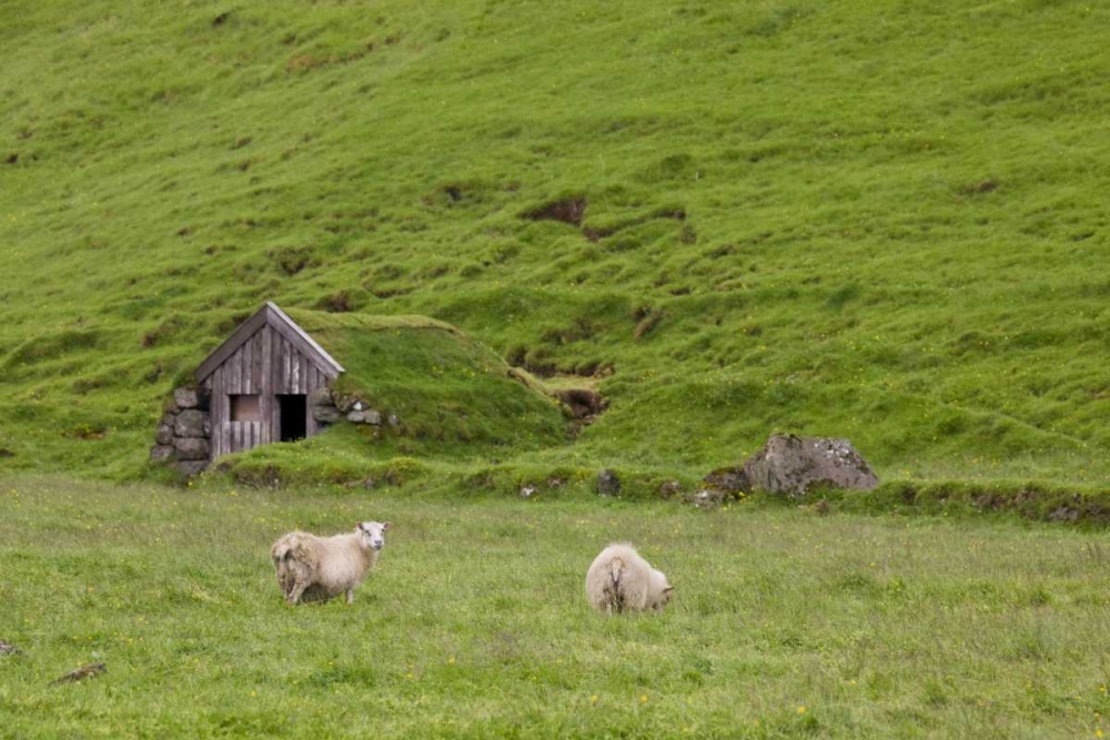 Iceland, Skogar Icelandic sheep by a hut art print by Don Grall for $57.95 CAD