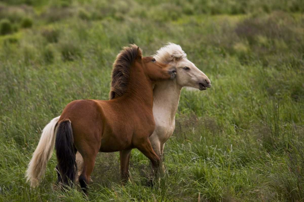 Iceland Icelandic horses getting feisty art print by Don Grall for $57.95 CAD