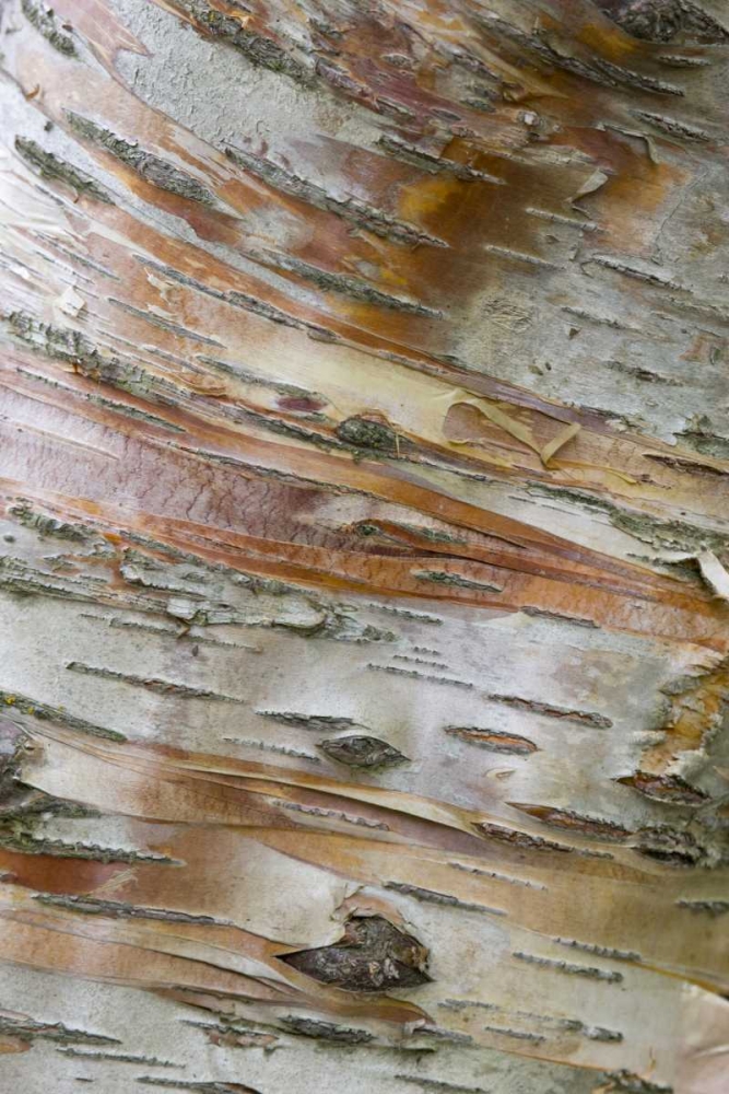 Iceland, Akureyri Bark detail on a birch tree art print by Don Grall for $57.95 CAD