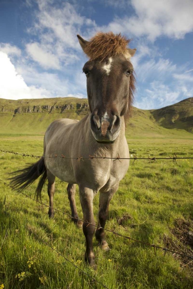 Iceland, Reykjavik Icelandic horse next to fence art print by Josh Anon for $57.95 CAD
