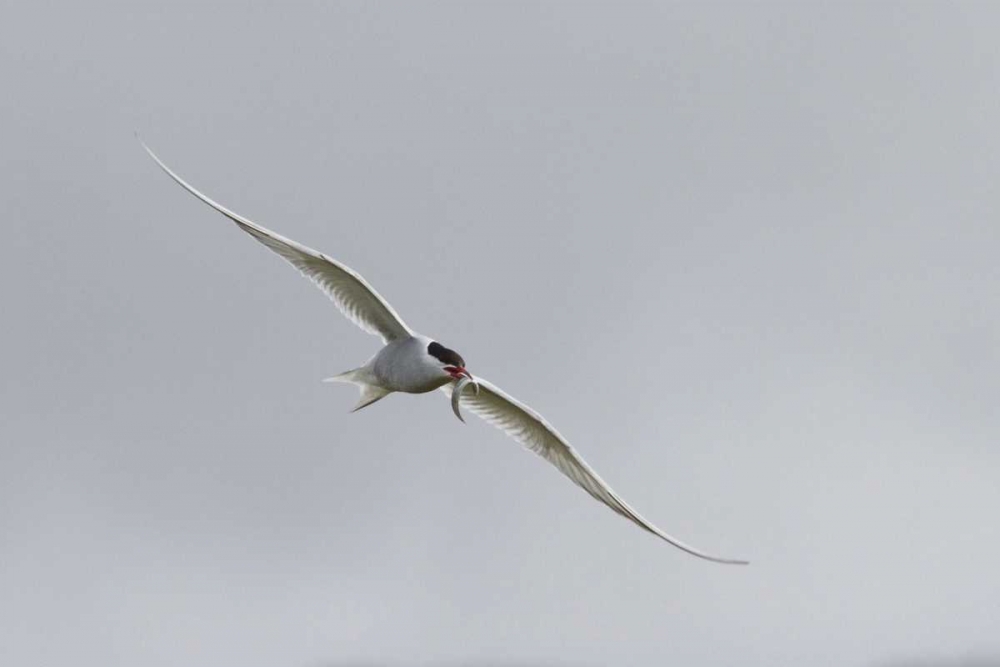 Iceland, Vik Arctic tern with small fish in beak art print by Bill Young for $57.95 CAD