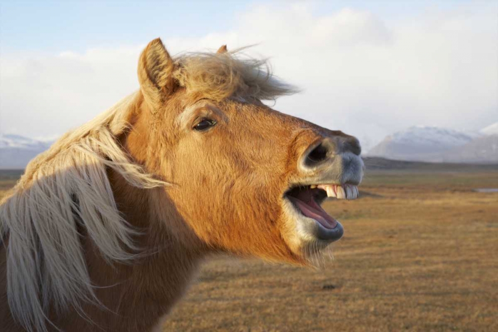 Iceland, Hofn Icelandic horse seems to laugh art print by Josh Anon for $57.95 CAD