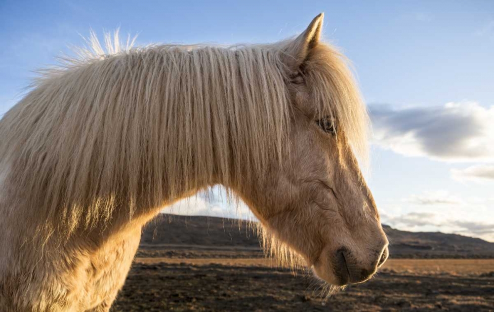 Iceland Portrait of Icelandic horse art print by Bill Young for $57.95 CAD