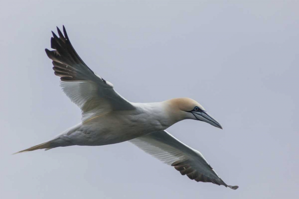 Iceland, Snaefellsnes Northern gannet gliding art print by Cathy and Gordon Illg for $57.95 CAD