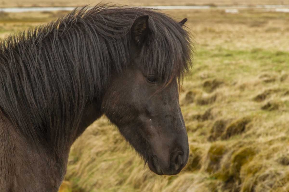 Iceland Profile of Icelandic horse art print by Cathy and Gordon Illg for $57.95 CAD