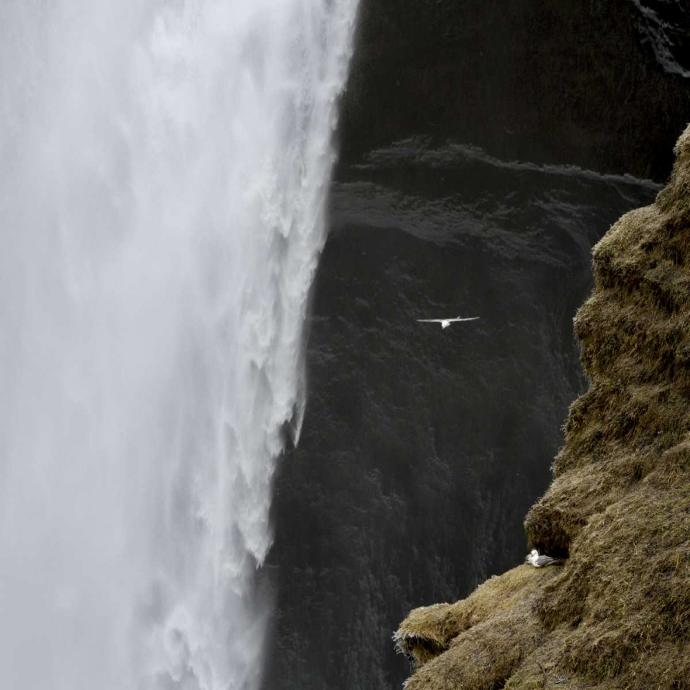 Iceland Seagull flies past Skogafoss waterfall art print by Bill Young for $57.95 CAD