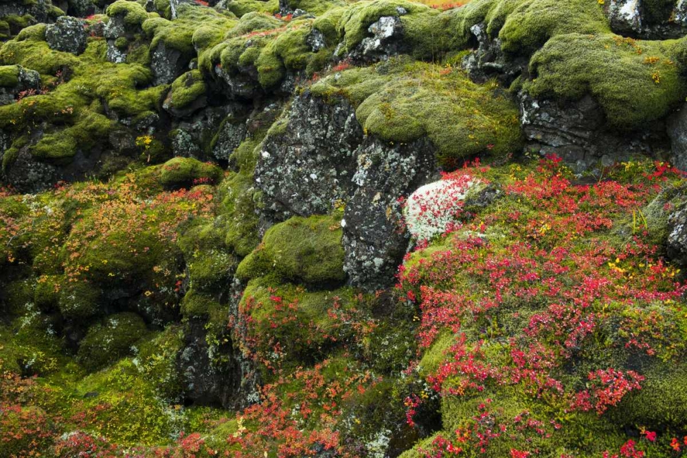Iceland, Pingvellir NP Moss-covered rocks art print by Dennis Kirkland for $57.95 CAD
