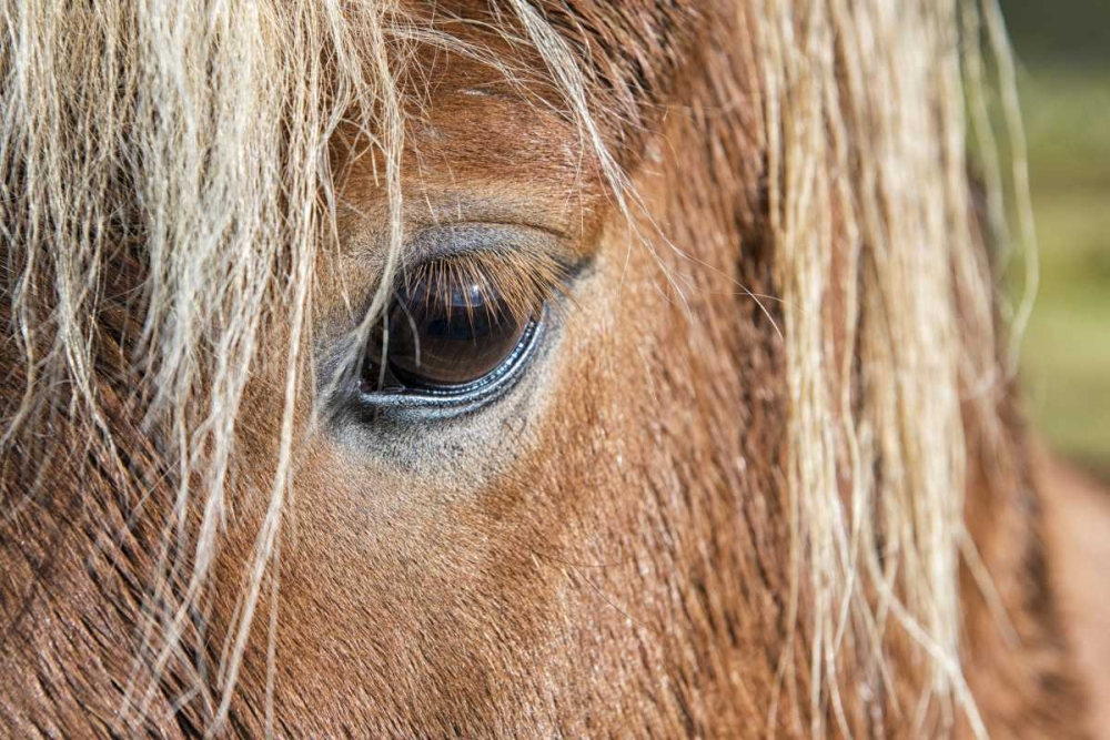 Iceland Of eye and head of Icelandic horse art print by Dennis Kirkland for $57.95 CAD