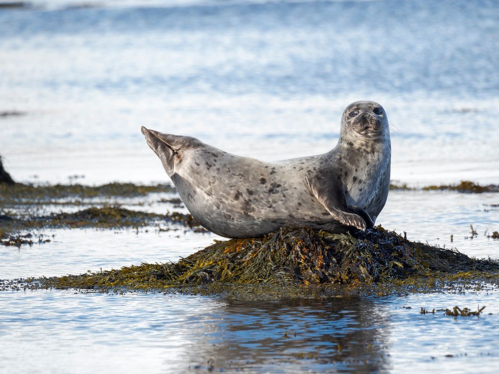 Harbor Seal near Djupavik in Iceland.-Strandir. Europe- Iceland art print by Martin Zwick for $57.95 CAD