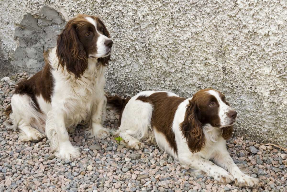 Ireland, Donegal Two Springer spaniel dogs art print by Wendy Kaveney for $57.95 CAD