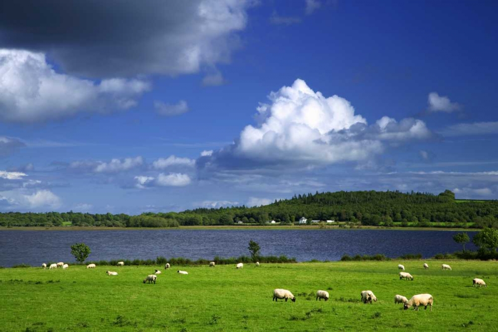 Ireland, Co Roscommon Pastoral scene of lake art print by Dennis Flaherty for $57.95 CAD