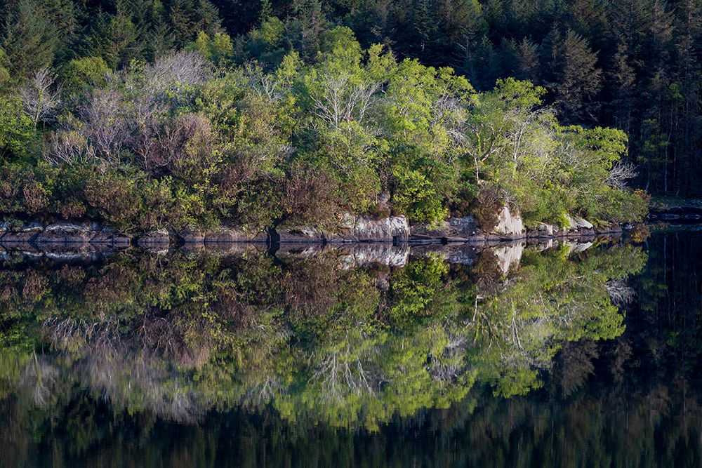 Ireland Forest and rock shore reflections on Lake Cummeenduff art print by Jaynes Gallery for $57.95 CAD