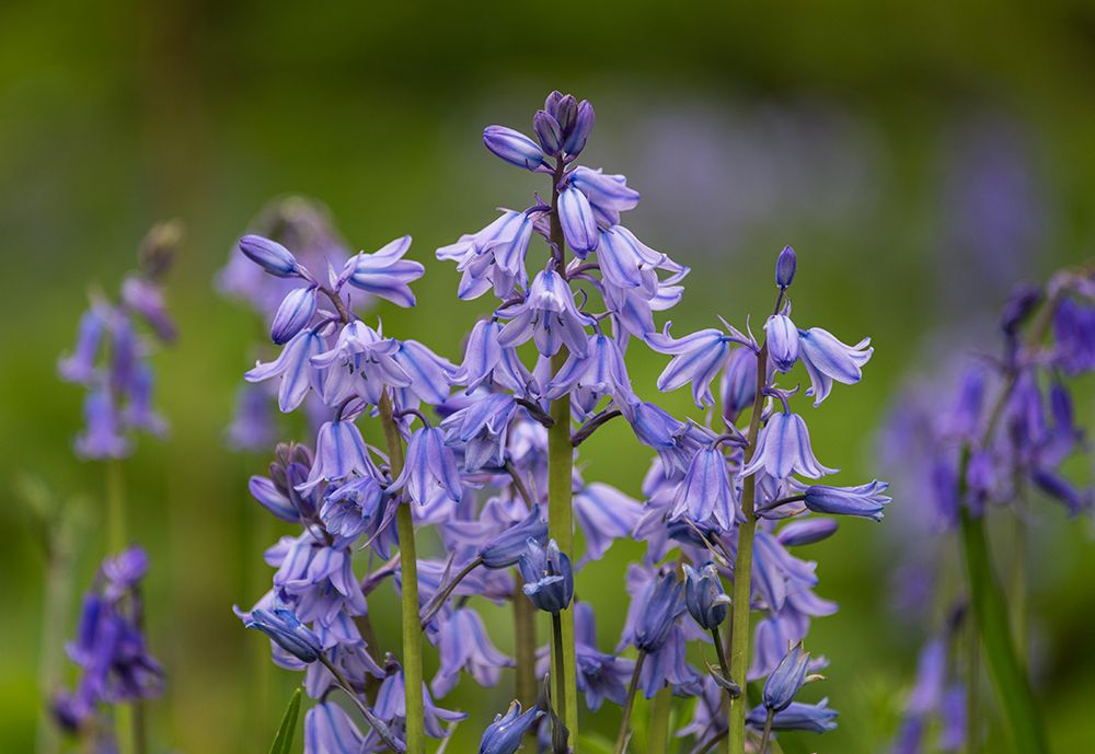 Ireland-Killarney National Park Close-up of bluebell flowers art print by Jaynes Gallery for $57.95 CAD