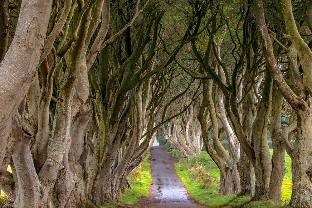 The Dark Hedges in Northern Ireland art print by Chuck Haney for $57.95 CAD
