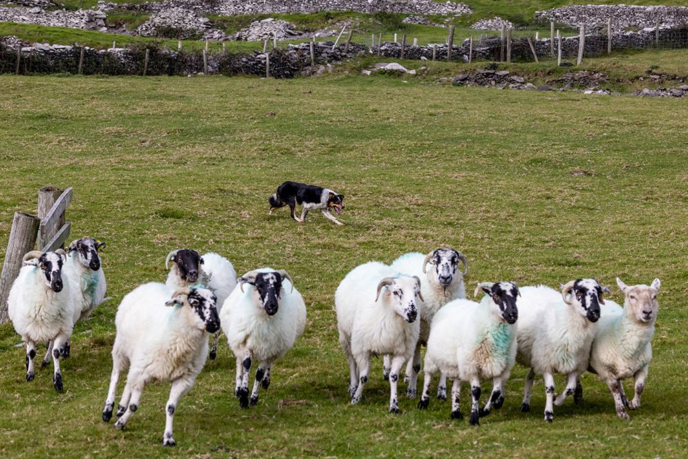 Border collie named Captain herding sheep at Famine Cottages near Dingle-Ireland art print by Chuck Haney for $57.95 CAD