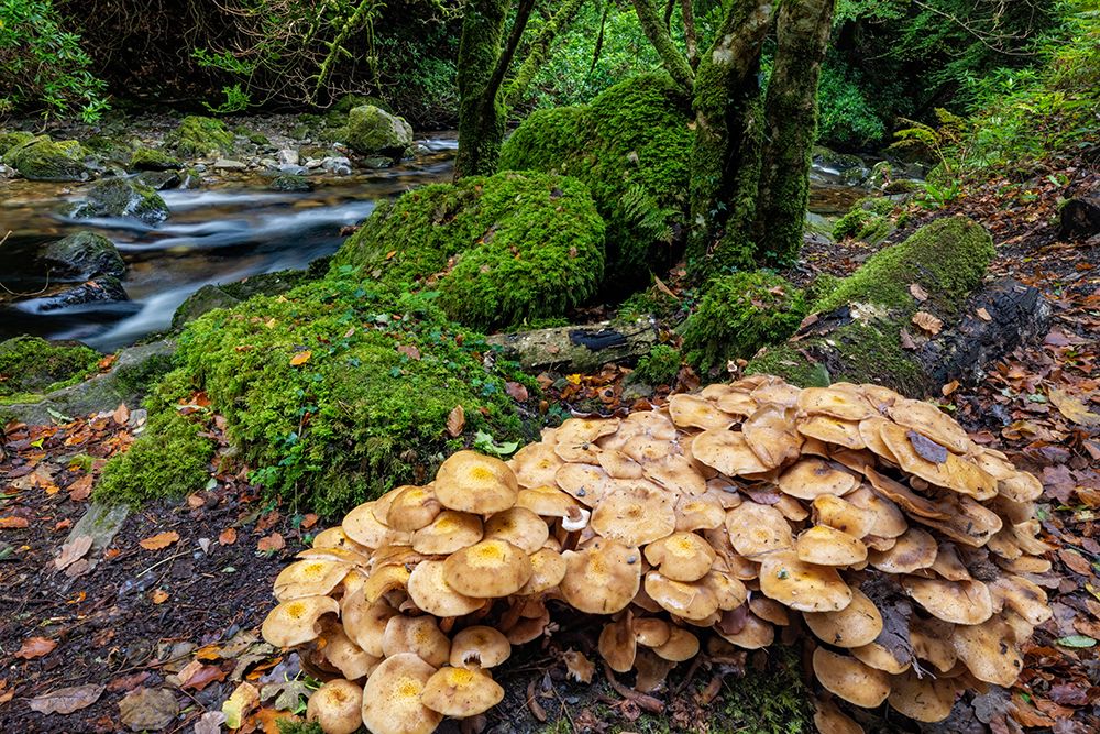 Mushrooms along Torq Creek in Killarney National Park art print by Chuck Haney for $57.95 CAD
