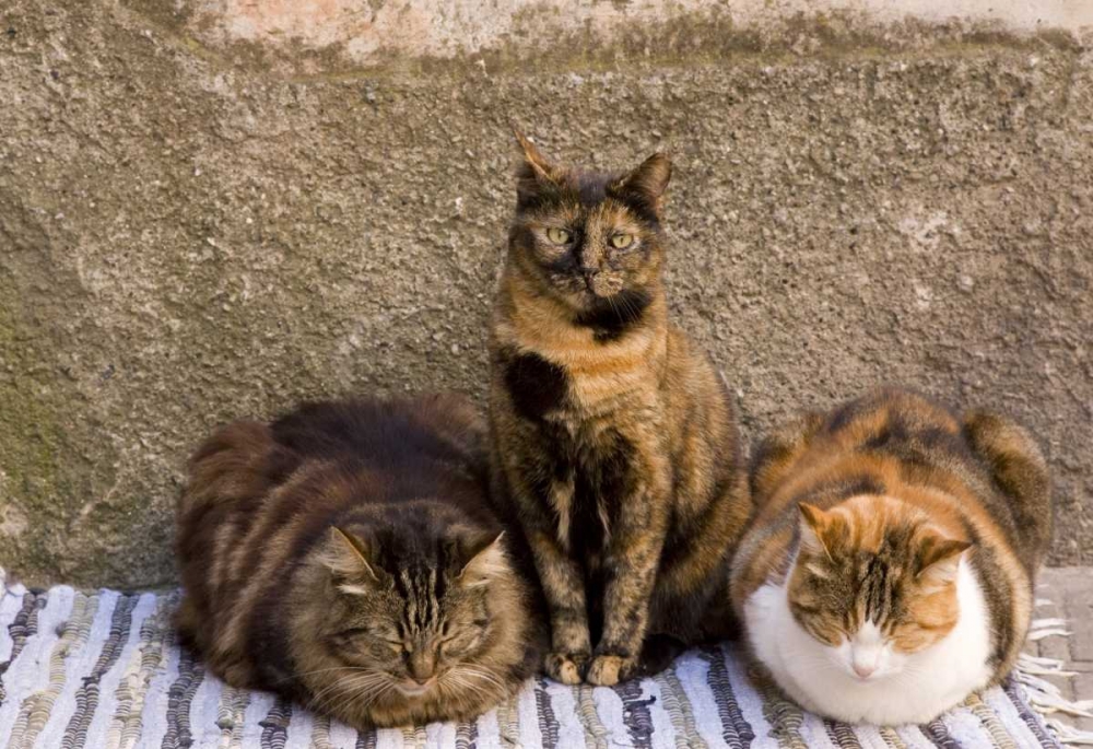 Italy, Vernazza Three cats beside building wall art print by Wendy Kaveney for $57.95 CAD