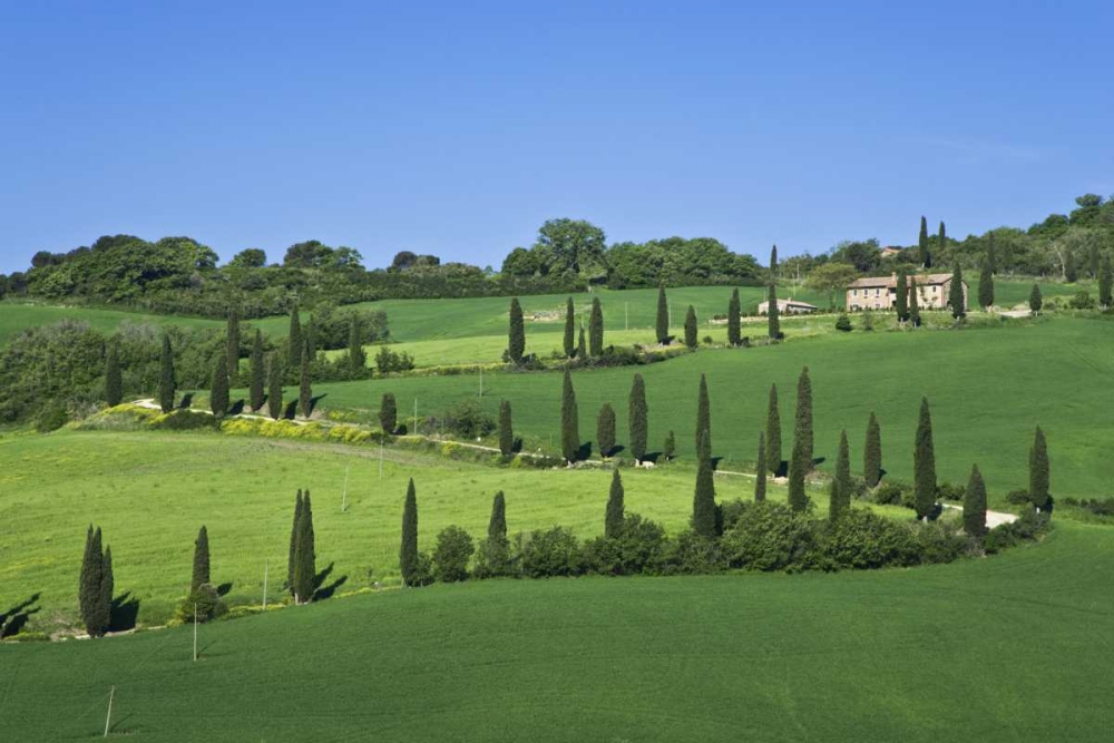 Italy, Tuscany Cypress trees line road to villa art print by Dennis Flaherty for $57.95 CAD