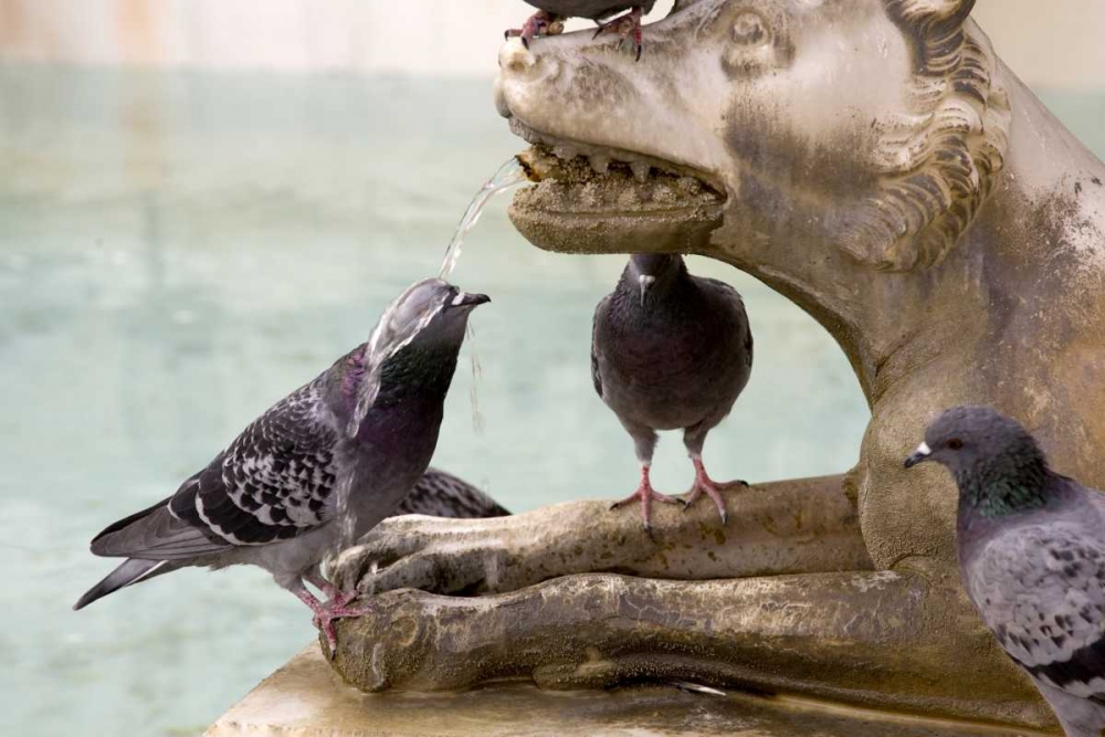 Italy, Sienna Pigeon gets wet from a fountain art print by Wendy Kaveney for $57.95 CAD