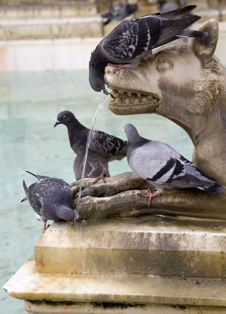 Italy, Tuscany, Sienna Birds drink from a statue art print by Wendy Kaveney for $57.95 CAD