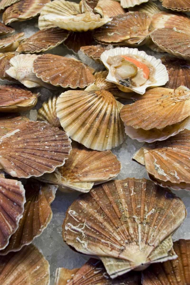 Italy, Venice Scallops for sale at a fish market art print by Wendy Kaveney for $57.95 CAD