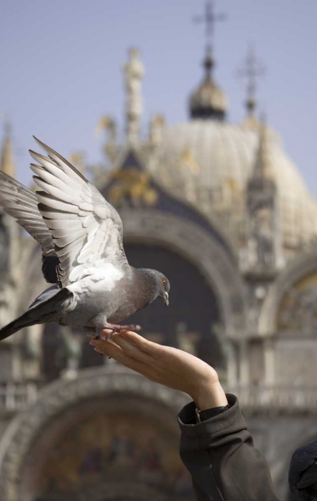 Italy, Venice A tourists hand feeding a pigeon art print by Wendy Kaveney for $57.95 CAD
