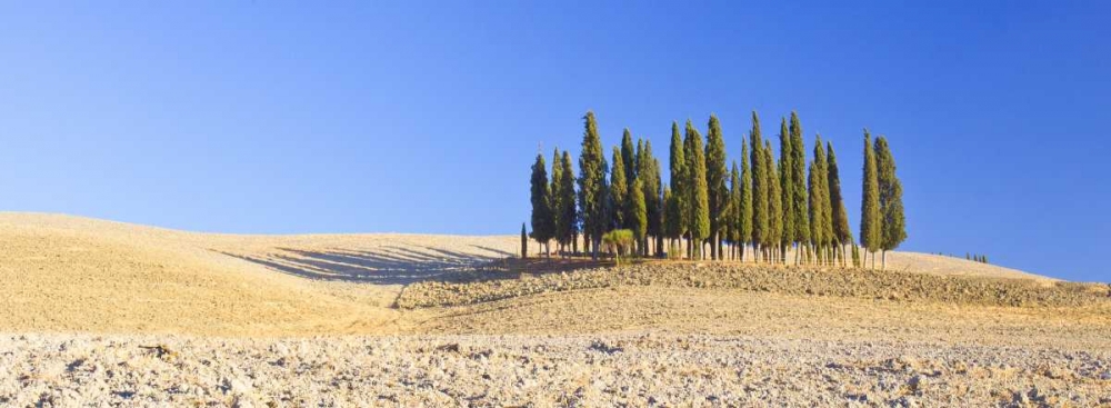 Italy, Tuscany Cypress grove panoramic art print by Gilles Delisle for $57.95 CAD
