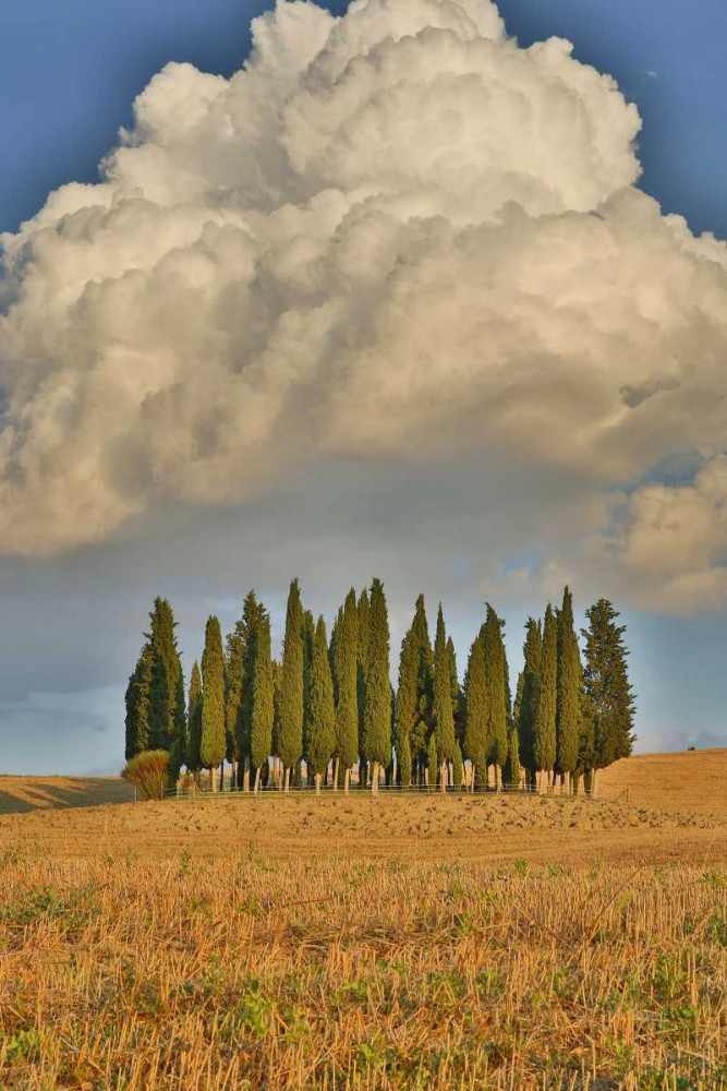 Italy, Tuscany Cypress grove and cloud formation art print by Gilles Delisle for $57.95 CAD