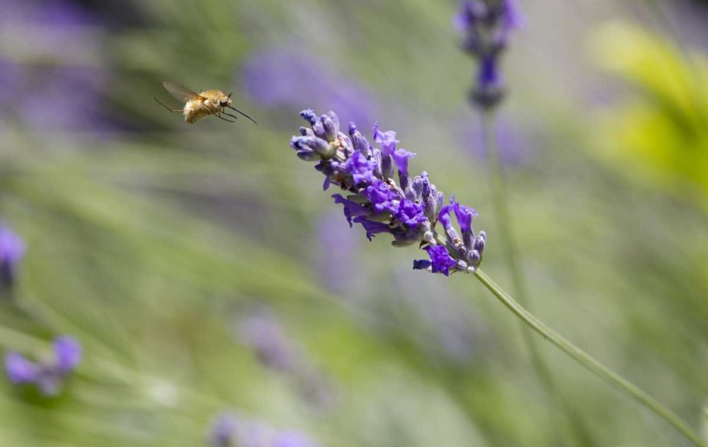 Italy, Tuscany Bee fly and lavender flower art print by Gilles Delisle for $57.95 CAD