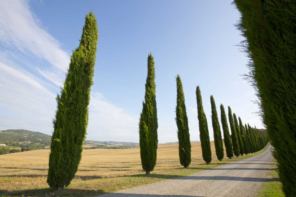 Italy, Tuscany Road and cypress trees art print by Gilles Delisle for $57.95 CAD