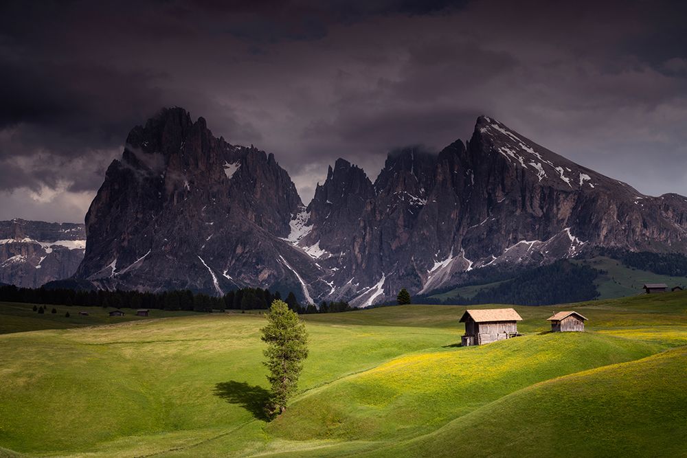 Europe-Italy-South Tirol-Alpine meadows with the Sasso Lungo and Sasso Piatto Mountains art print by Jaynes Gallery for $57.95 CAD