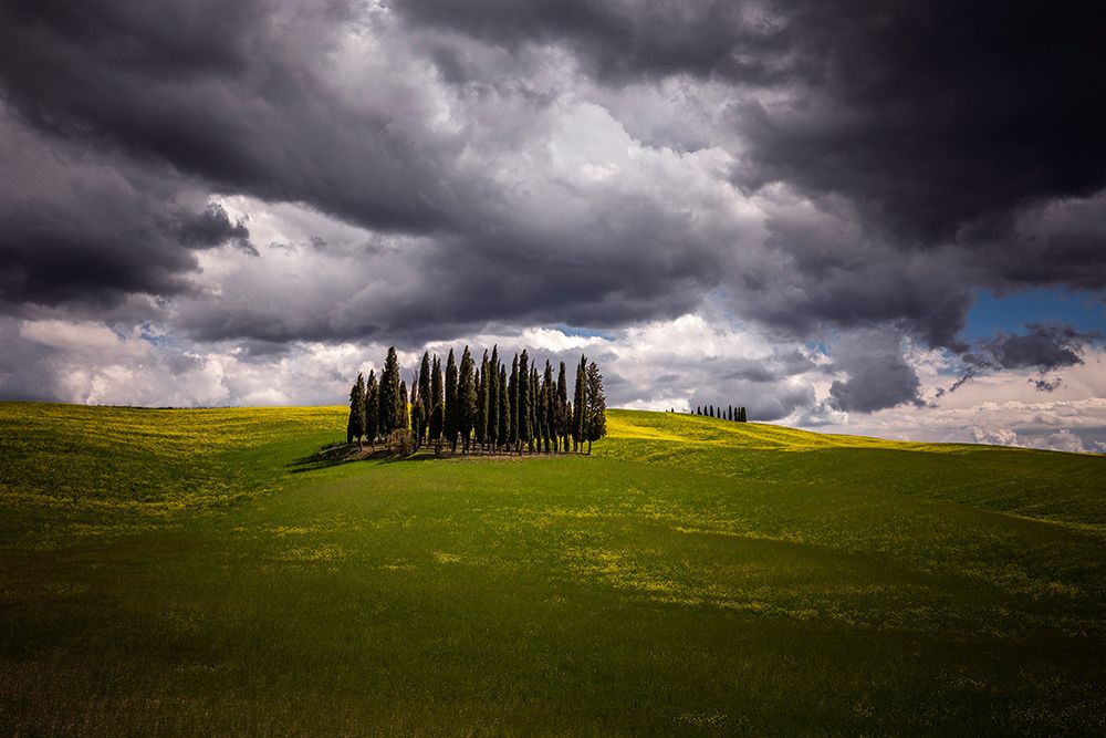 Europe-Italy-Tuscany-Val d Orcia-Cypress grove and farmland art print by Jaynes Gallery for $57.95 CAD