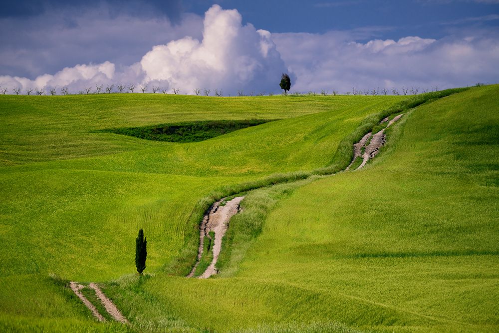 Europe-Italy-Tuscany-Val d Orcia-Cypress tree and winding road in farmland hills art print by Jaynes Gallery for $57.95 CAD