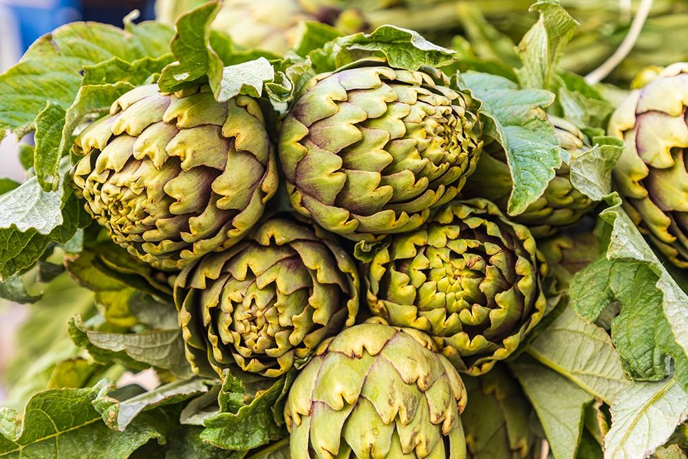 Trapani Province-Trapani Artichokes for sale at the market in Trapani art print by Emily Wilson for $57.95 CAD