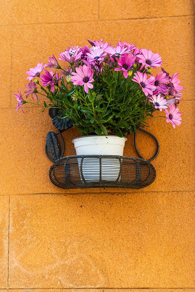 Trapani Province-Erice A pot of African Daisy flowers on wall in the ancient hill town of Erice art print by Emily Wilson for $57.95 CAD
