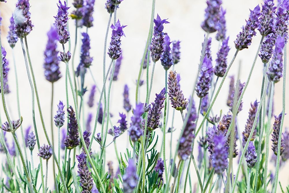 Lavender flowers on a white background art print by Emily Wilson for $57.95 CAD