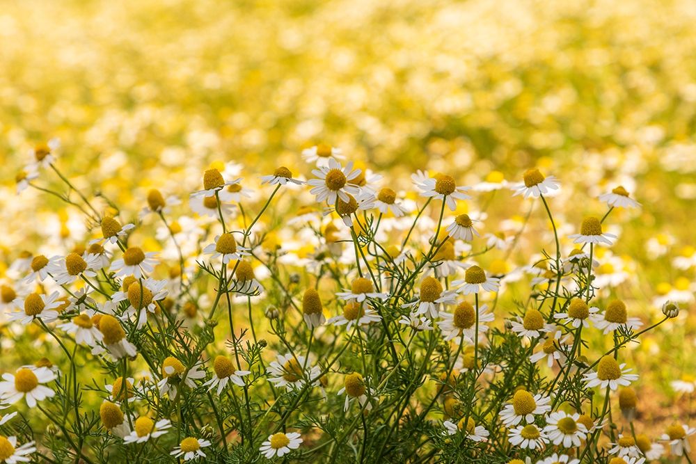 Field of chamomile art print by Emily Wilson for $57.95 CAD