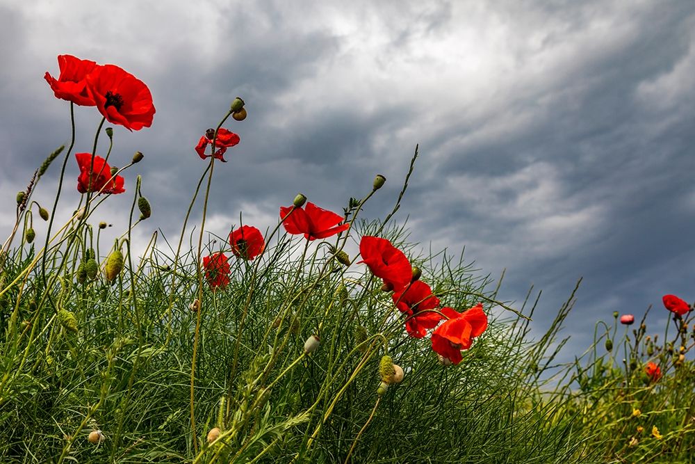 Italy-Apulia-Province of Taranto-Laterza Poppies against a stormy sky art print by Emily Wilson for $57.95 CAD