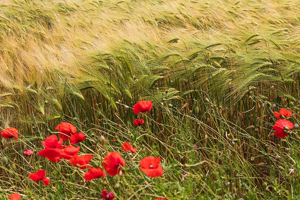 Italy-Apulia-Province of Taranto-Laterza Field of barley with poppies art print by Emily Wilson for $57.95 CAD