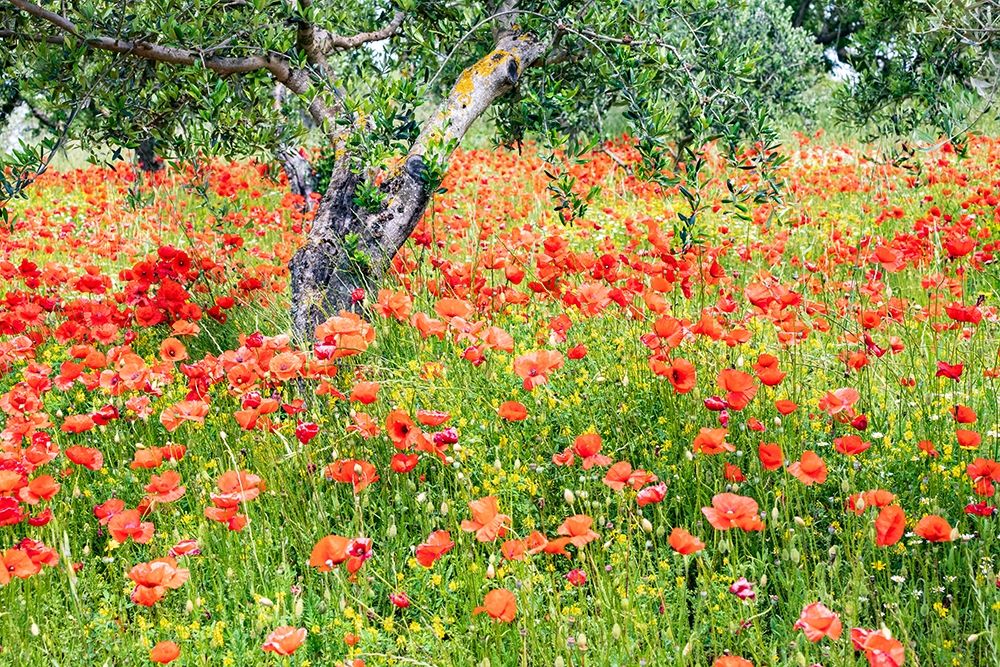 Italy-Apulia-Province of Bari Countryside with poppies and olive trees art print by Emily Wilson for $57.95 CAD