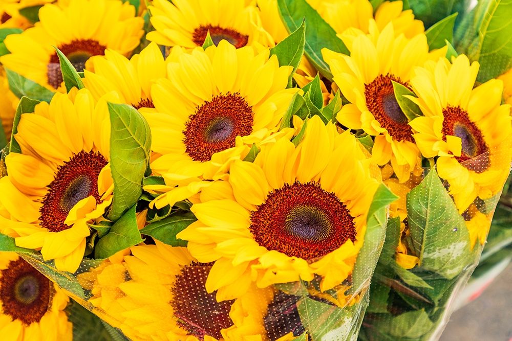 Italy-Apulia-Metropolitan City of Bari-Locorotondo Sunflowers for sale in an outdoor market art print by Emily Wilson for $57.95 CAD