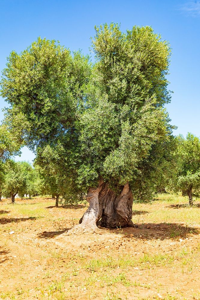 Italy-Apulia-Province of Brindisi-Ostuni Huge ancient olive tree art print by Emily Wilson for $57.95 CAD